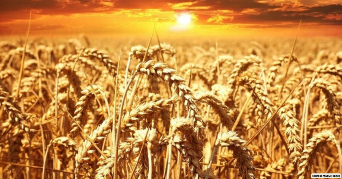 Survey shows 1.3 million tonne fall in wheat production over unseasonal rains