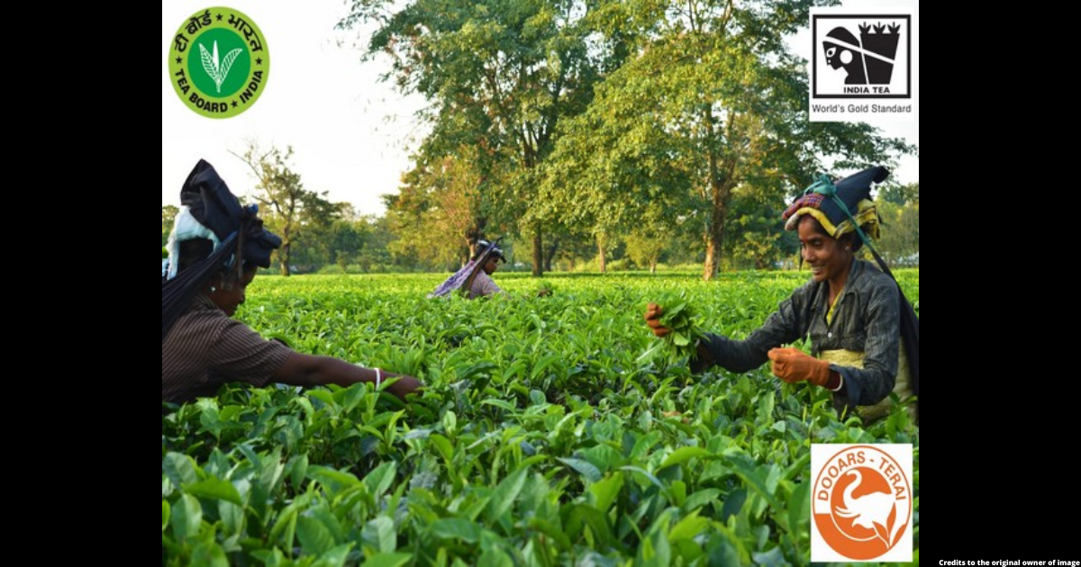 Small growers key in shaping India's tea plantation sector, says Piyush Goyal